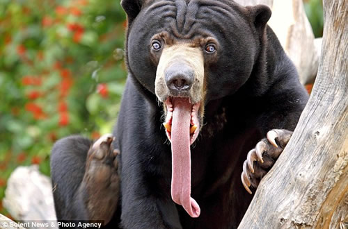 马来熊的长舌头