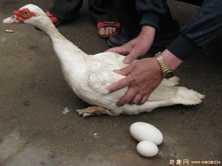 [图文]福清一母鸭产下170克巨蛋
