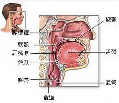 咽喉图片结构图
