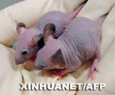 日本用老鼠做实验找人类脱发原因