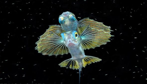 奇妙水下世界:海下壮观狗鱼群