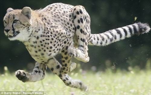 莎拉成为最快的哺乳动物百米仅需6.13秒
