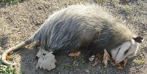 九种动物自卫绝招:太平洋的八目鳗类鱼自卫的
