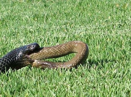 澳大利亚毒蛇被蛇吞食