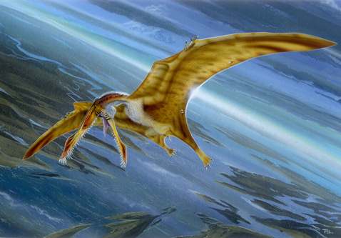 翼龙是能依靠骨骼呼吸 它骨头之间长还有气孔