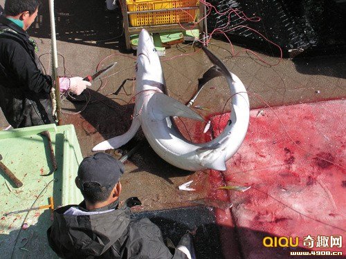 [多图]血腥鱼翅交易曝光：牛鲨被残忍割鳍