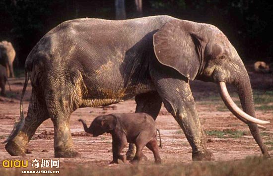 非洲象中并不只有一个种群