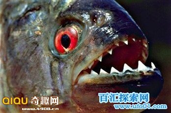 [多图]探索全球最为凶残恐怖的恶魔食人鱼