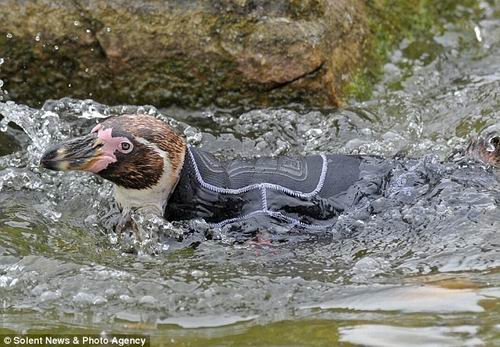 英国动物园管理人员对褪毛期的洪氏环企鹅穿上