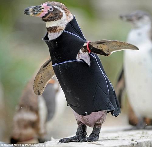英国动物园管理人员对褪毛期的洪氏环企鹅穿上