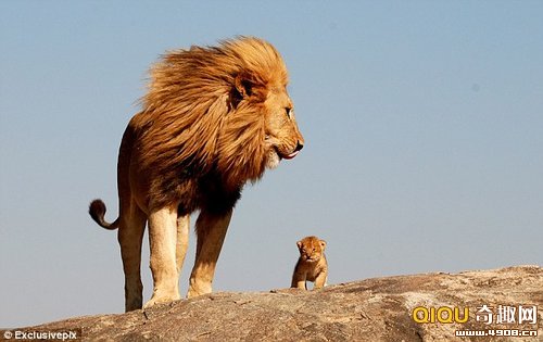 [图文]摄影师在非洲坦桑尼亚拍摄到真实版狮子王