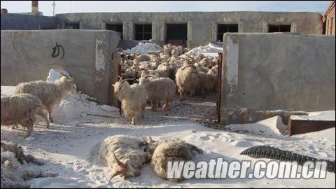 内蒙古白灾严重羊群冻死 未来天气晴朗有利救