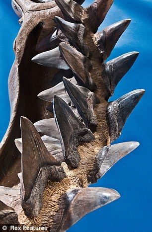 150万年前巨齿鲨颌骨化石高达2.74米(组图)