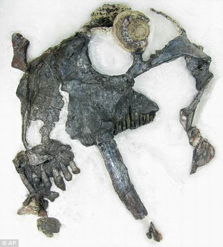 考古学家发现2.6亿年前素食龟兽 长锋利剑齿