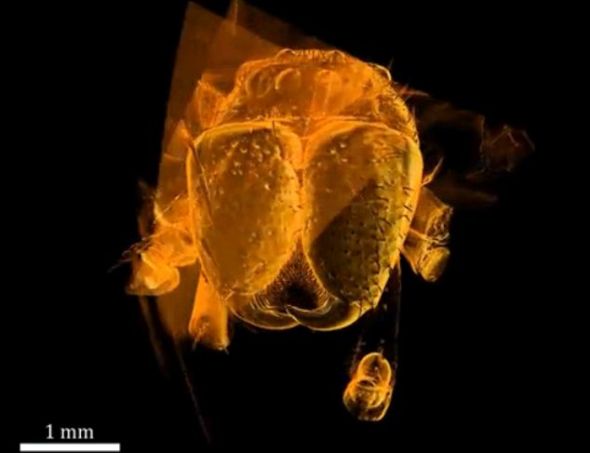 3D成像技术还原4900万年前琥珀内高脚蜘蛛(图