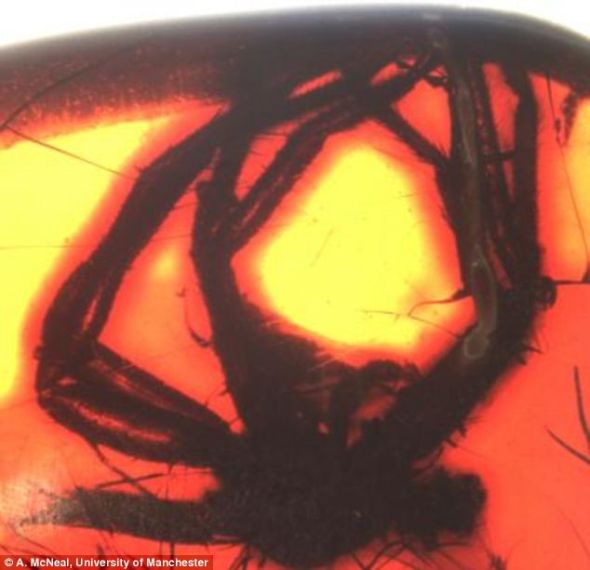 3D成像技术还原4900万年前琥珀内高脚蜘蛛(图