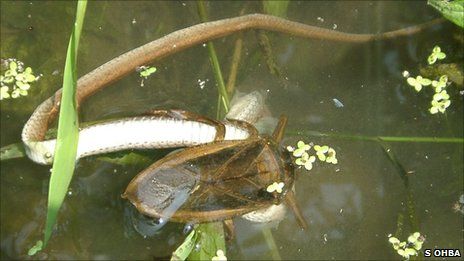 日本巨型有毒水蝎捕食小草龟(组图)