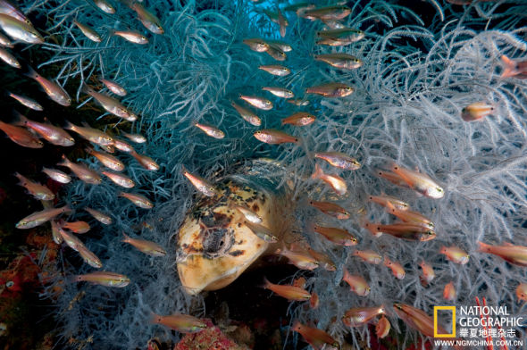 拯救大堡礁:微小珊瑚虫播种改天换地奇迹(图)