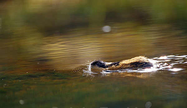被人误解很深,旅鼠压力很大