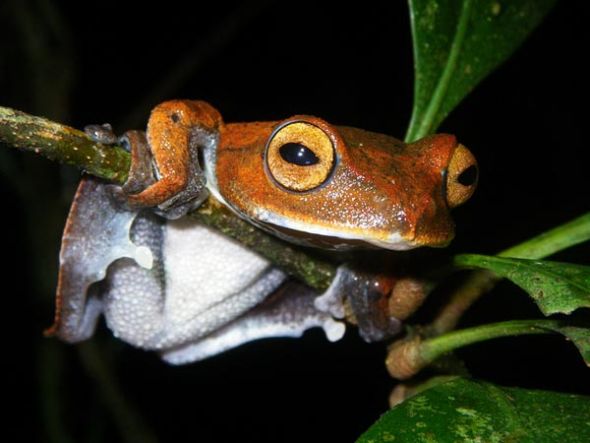 越南发现吸血飞蛙 幼仔长有黑色尖牙(图)