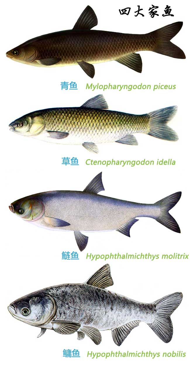 【“四大家鱼”：青、草、鲢、鳙，是找国传统水产，既有丰富呼
