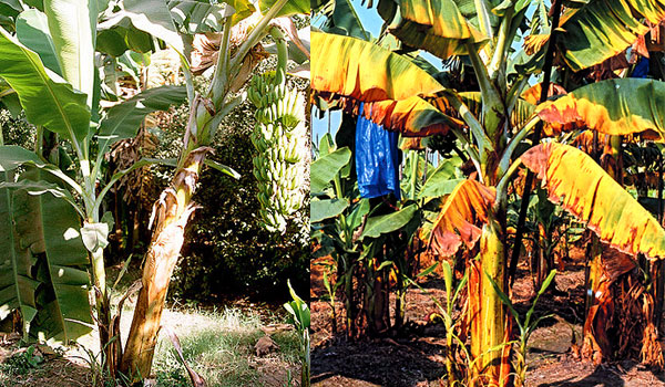 黄叶病4号小种在重创亚洲的香蕉生产后