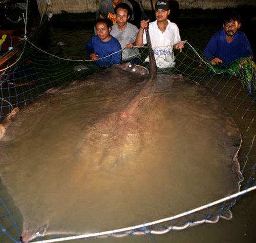 江湖传说!谁是最大的淡水鱼?