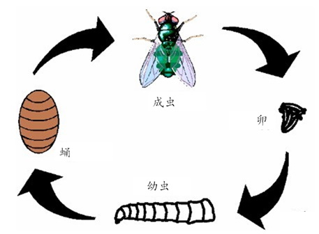 蝇类发育过程