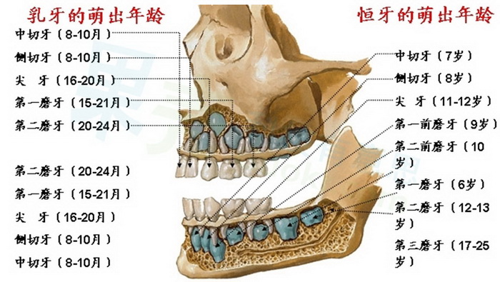 牙齿结构及其疾病源文件- 人的牙齿结构图片妃常军机,熙元纪事,吸血鬼的 