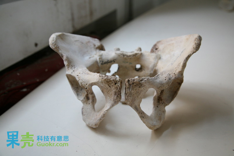 地狱边境:果壳探秘人体骨骼标本馆-科教台-中国