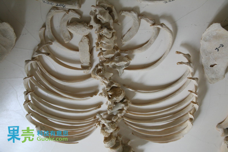 地狱边境:果壳探秘人体骨骼标本馆