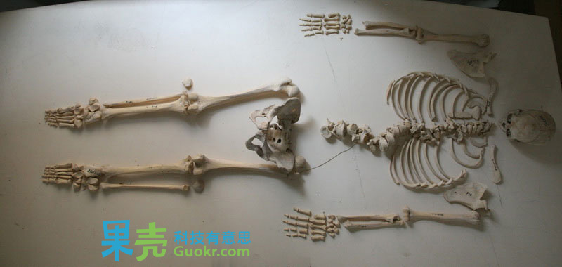 地狱边境:果壳探秘人体骨骼标本馆-科教台-中国
