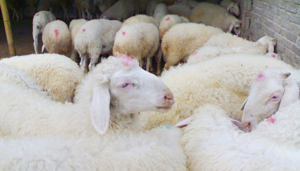 喜羊羊:山羊,绵羊,还是混血儿?