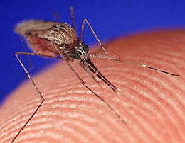 被蚊子叮会被传染艾滋病吗?