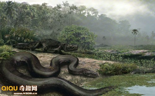 哥伦比亚北部发现有史以来最大的蛇类化石
