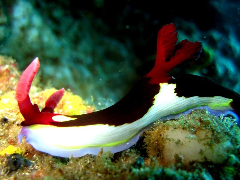 Anilao水下幻彩之海蛞蝓的分类学