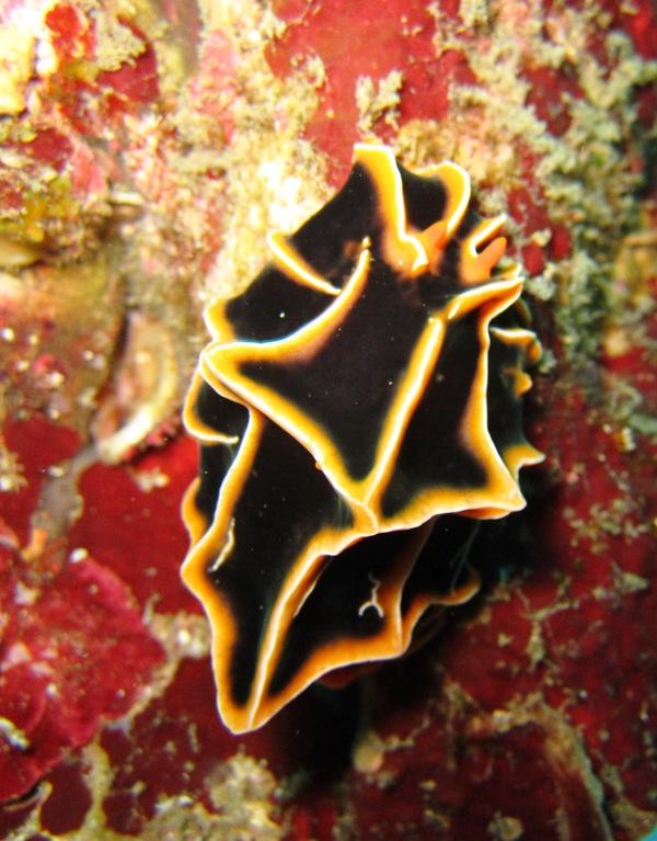 Anilao水下幻彩之海蛞蝓的分类学
