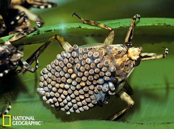 动物界最佳好爸爸:蟑螂吃鸟粪以保证幼虫营养-科教台