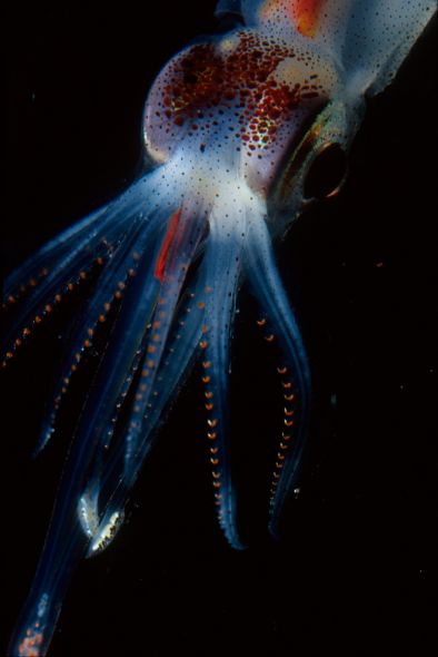 八大神奇海洋荧光动物:吸血鬼乌贼释放发光粘液
