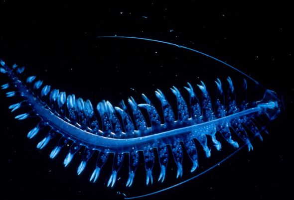 八大神奇海洋荧光动物:吸血鬼乌贼释放发光粘液