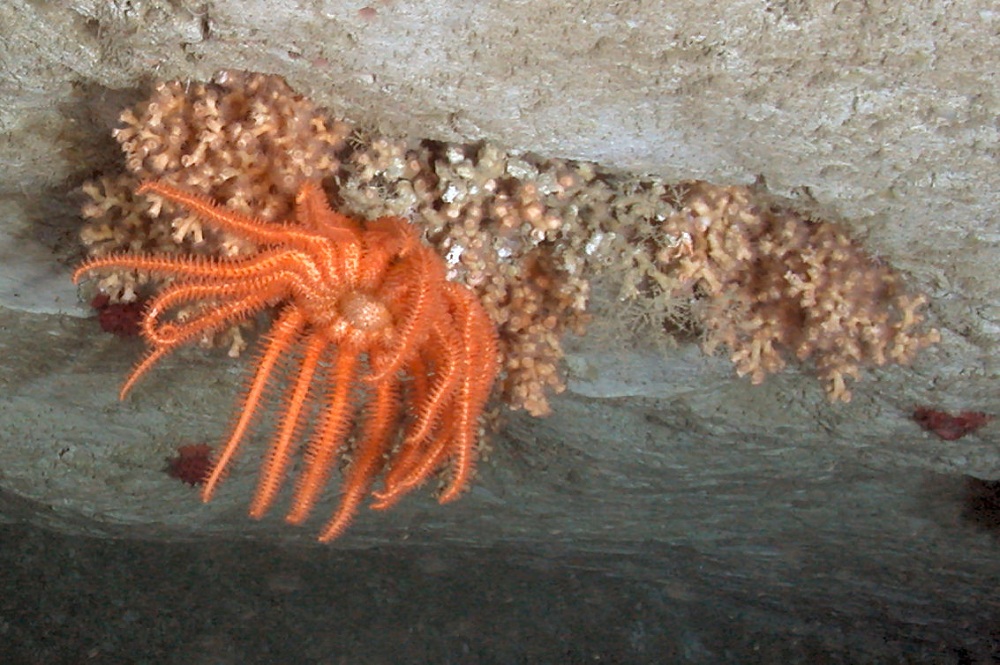 科学家发现一些浅海生物可以适应深海气压