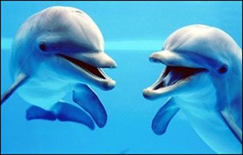 科学家发现海豚也有客套话 见面说 你好 (图)
