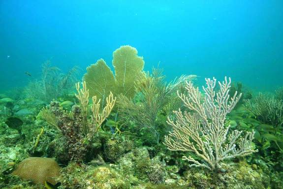海洋学家搜寻世界上最抗热珊瑚群(图)