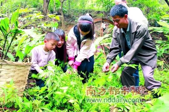 在南丹山中此时正是野菜生长季节