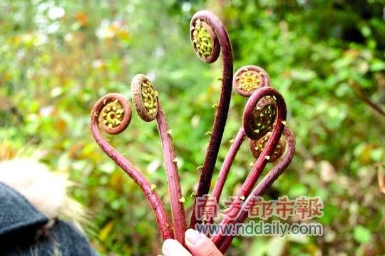 新鲜蕨菜.