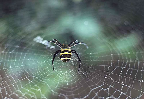 蜘蛛丝的热导性能胜过多数金属导体