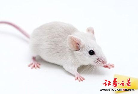 小白鼠