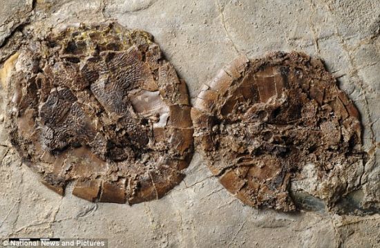 科学家发现5000万年前交配时死亡乌龟化石