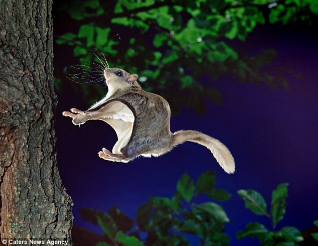 日本飞鼠跳跃45米精彩瞬间:身体展开似滑翔机