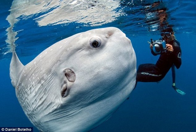 巴西摄影师拍到怪异翻车鱼似外星生物